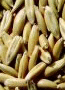 Cebada