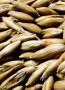 Avena Pincoya Baer