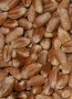 Trigo Porfiado Baer
