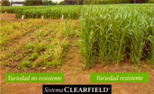 Cultivar con tratamieto sistema Clearfield
